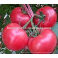 AT071 Xiula indeterminate grow f1 hybrid tomato seeds pink color